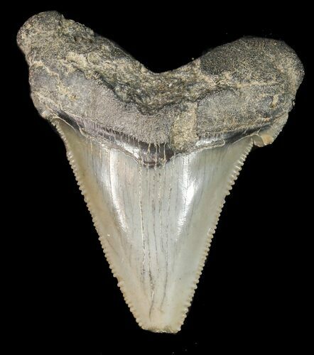 Fossil Angustidens Shark Tooth - Megalodon Ancestor #46846
